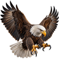 Bald Eagle