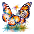 Butterfly11
