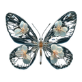 Butterfly27