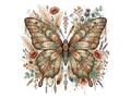 Butterfly12