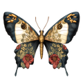 Butterfly17