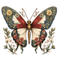 Butterfly16
