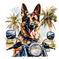 German Sheppard w/Motorcycle