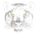 Black Panther Face Halftone transfer