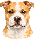 Pitbull