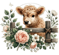 Highland Cow 21