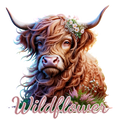 Highland Cow 62