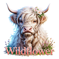 Highland Cow 63