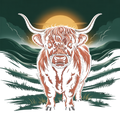 Highland Cow 79