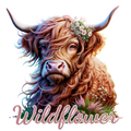 Highland Cow 97